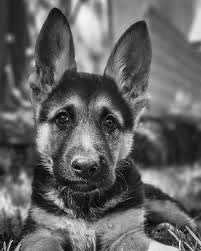 Sarah Mickel Photography (@sarahmickelphotography) · Revelstoke, BC