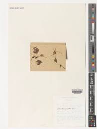 Image result for Litanthus pusillus