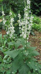 Image result for Verbascum