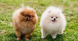 They can come in all colors, patterns, and variations although orange and red are the most popular. Original Breed Pomeranian Puppy Price In Bangalore