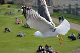 Image result for seagull