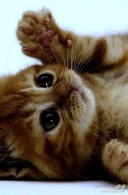 Cute Kittens Love Nikki Cute Cats Jigsaw Puzzle Sevimli Kedi Yavrulari Hayvan Yavrulari Evcil Hayvanlar