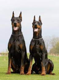 doberman doberman foto sobak doberman shenki