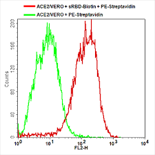 One site directly blocks the binding of the rna template strand and the other site clashes with the rna primer strand near the rdrp catalytic site, thus inhibiting rdrp activity. Ace2 Vero Stable Cell Line Sars Cov2