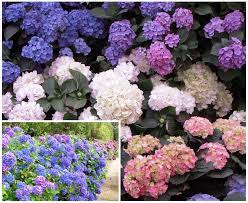 The Most Popular Plants In Japanese Private Gardens Japanese Garden Japanese Plants Plants