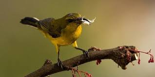 Bingung memilih jenis burung kenari sebagai hewan peliharaan atau kontes lomba? 8 Jenis Kolibri Di Indonesia Lengkap Beserta Ciri Fisiknya Kapanlagi Com