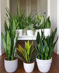 Pokok lidah mertua atau pokok ular ini popular sebagai pokok hiasan dalam rumah. Interiors ã¨ã˜ã¾ã¨ On Twitter Tongue In Cheek Orang Melayu Panggil Pokok Ni Lidah Mertua Ada Juga Yang Panggil Lidah Jin Jangan Tanya Kenapa Mertua Disamakan Dengan Jin Tapi Abang Toji Nak Bagitahu