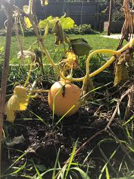 Image result for Cucurbita