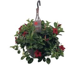 Robins will often nest in flowering hanging baskets or other sheltered nooks. Sundaville Red 26cm Hanging Basket Worlds No 1 Mandevilla Dipladenia