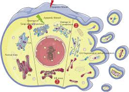 The golgi body has a number of functions, including sorting and processing proteins. Frontiers The Golgi Apparatus May Be A Potential Therapeutic Target For Apoptosis Related Neurological Diseases Cell And Developmental Biology