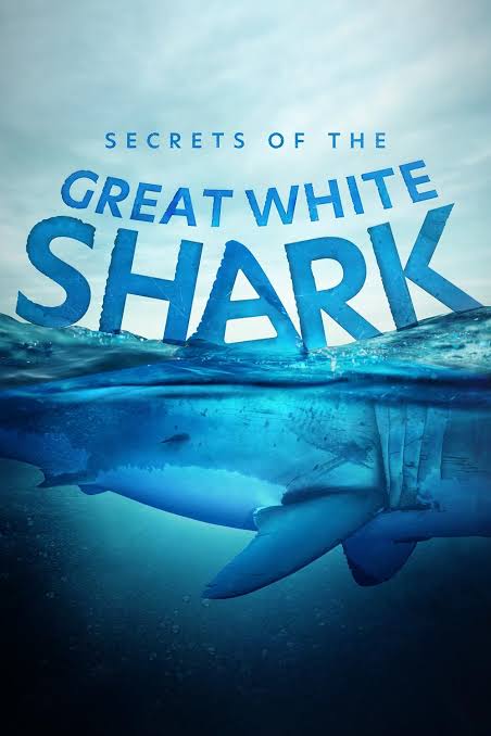 Secrets of the Great White Shark (2024) - IMDb