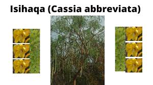 Image result for Cassia abbreviata