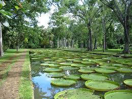 Le Jardin De Pamplemousses De L Ile Maurice Ile Maurice Voyage Ile Maurice Vacances Ile Maurice