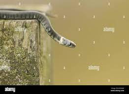 A Tiny Baby Grass Snake Natrix Natrix Sometimes Called The Ringed Snake Or Water Snake Is A Eurasian Non Venomous Snake Stock Photo Alamy
