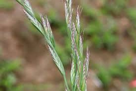 Image result for Lolium multiflorum