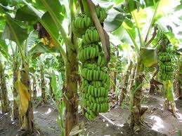 We did not find results for: Cara Menanam Pisang Berangan Jagadita