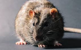 Also, bed bugs are often brought inside los angeles homes by unknowingly bringing infested items inside the house, condo, or apartment. Morgan Hill Ca Pest Control Pest Management In California
