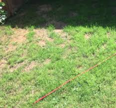 Beim mineralischen rasendünger handelt es sich um einen künstlichen dünger. Rasendunger Mit Unkrautvernichter Test 10 2020 Testsieger