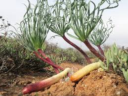 Image result for Gethyllis