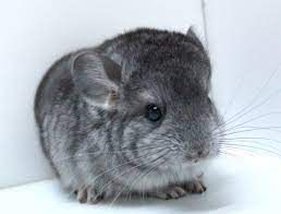 Chinchilla keeper who breeds a small number of pet chinchillas usually enthusiastic pet keepers do over time (at least 5 years) build up a certain amount of knowledge on chinchilla husbandry. Pin On Humblewood