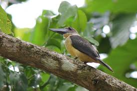 Birds Of Prey Wikipedia Indonesia Great Billed Kingfisher Wikipedia Kingfisher Kingfisher Bird Bird Species