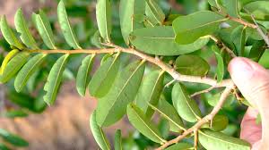 Image result for Hexalobus monopetalus