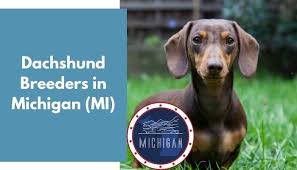 Nebraska, kansas, oklahoma, new mexico, or utah. 21 Dachshund Breeders In Michigan Mi Dachshund Puppies For Sale Animalfate