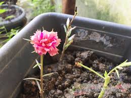Pokok bunga lidah mertua jenis ini pun tak kalah bau harumnya. Tanam Pokok Bunga Kembang 10 Pagi Sunah Suka Sakura