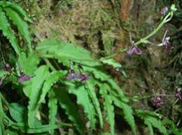 Image result for Liparis harketii