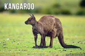 Finding animals that start with letter f, from a single. Animals Starting With K The Humongous List Travel For Wildlife