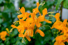 Cape honeysuckle is native to south africa, blooms with bright scarlet orange clusters of trumpet shaped, nectar filled flowers that are attractive to hummingbirds and butterflies. Cape Honeysuckle Plant Care Growing Guide