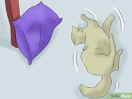 Provide bedding and pillows to avoid your cat getting injured. 3 Ways To Help A Cat With Epileptic Seizures Wikihow