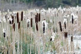 Image result for Typhaceae