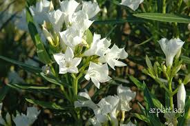 Image result for xylella fastidiosa oleander symptoms