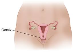 The uterus is the muscular organ in which the fetus develops; Understanding Cervical Biopsy