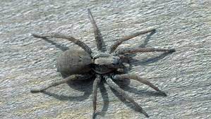 Download wood spider images and photos. Scary Michigan Spiders Brown Recluse 4 Others To Watch For