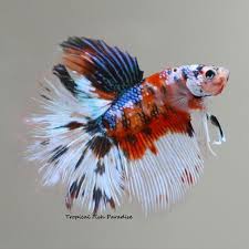Order male paradise bettas online with next day shipping! Tropical Fish Paradise Houston Tx Services Facebook