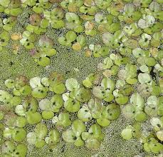 Image result for Wolffiella welwitschii