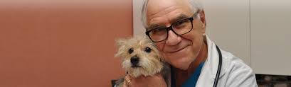 Providing compassionate and quality veterinary care in the comfort of your own home. Whitestone Veterinary Care Queens Vet Ny For Dogs Cats