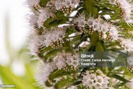 Image result for Gnidia virescens