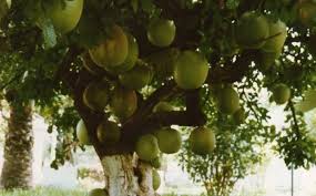 Arbre A Pasteque Arbre Fruitier Arbre Fruitier