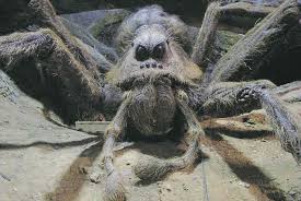 Check spelling or type a new query. Trending That Caught Doug S Eye Scary Big Screen Spiders Winnipeg Free Press