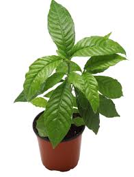 Image result for Psychotria succulenta