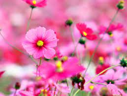 Beautiful whatsapp dp images flowers free download whatsapp flower wallpaper. Whatsapp Dp Profile Pictures Unique Hd Whatsapp Dp Images Dp Images Flower Images