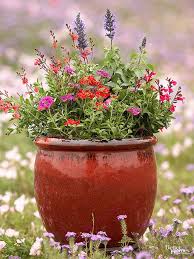 Check spelling or type a new query. Containers For Pollinators Container Flowers Container Gardening Flowers Container Garden Design