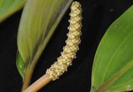 Image result for Potamogeton