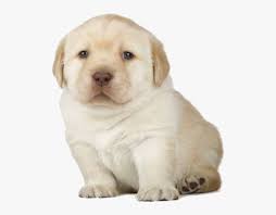 The meme typically consists of a picture of a shiba inu dog accompanied by multicolored. Quieres Dog Meme Template Hd Png Download Kindpng