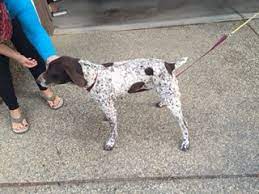 Sutter buttes pointing dog club (officers/board), gspc of nsv and the gspc of reno, nv. Found Gsp In Elk Grove Ca German Shorthaired Pointer Facebook