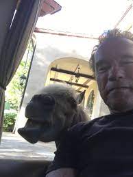 Arnold schwarzenegger dropkick refers to a series of viral videos of a man attacking actor, politician and bodybuilder arnold schwarzenegger being at an event in south africa. Arnold On Twitter Nationalselfieday Wouldn T Be Complete Without A Cameo By Whiskey