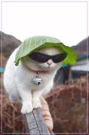 Tapi mungkin saja ada beberapa hewan imut tak biasa yang namanya jarang kamu dengar. Gambar Kucing Lucu Cute Animals Cats Funny Animals
